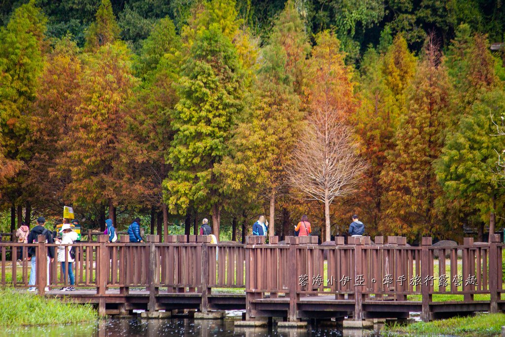 桃園落羽松【月眉人工濕地生態公園】最佳觀賞時間到1月中！3公頃落羽松秘境免費拍，美得像走進歐洲油畫中