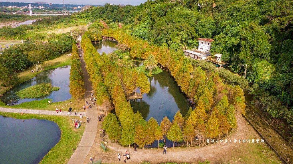 桃園落羽松【月眉人工濕地生態公園】最佳觀賞時間到1月中！3公頃落羽松秘境免費拍，美得像走進歐洲油畫中