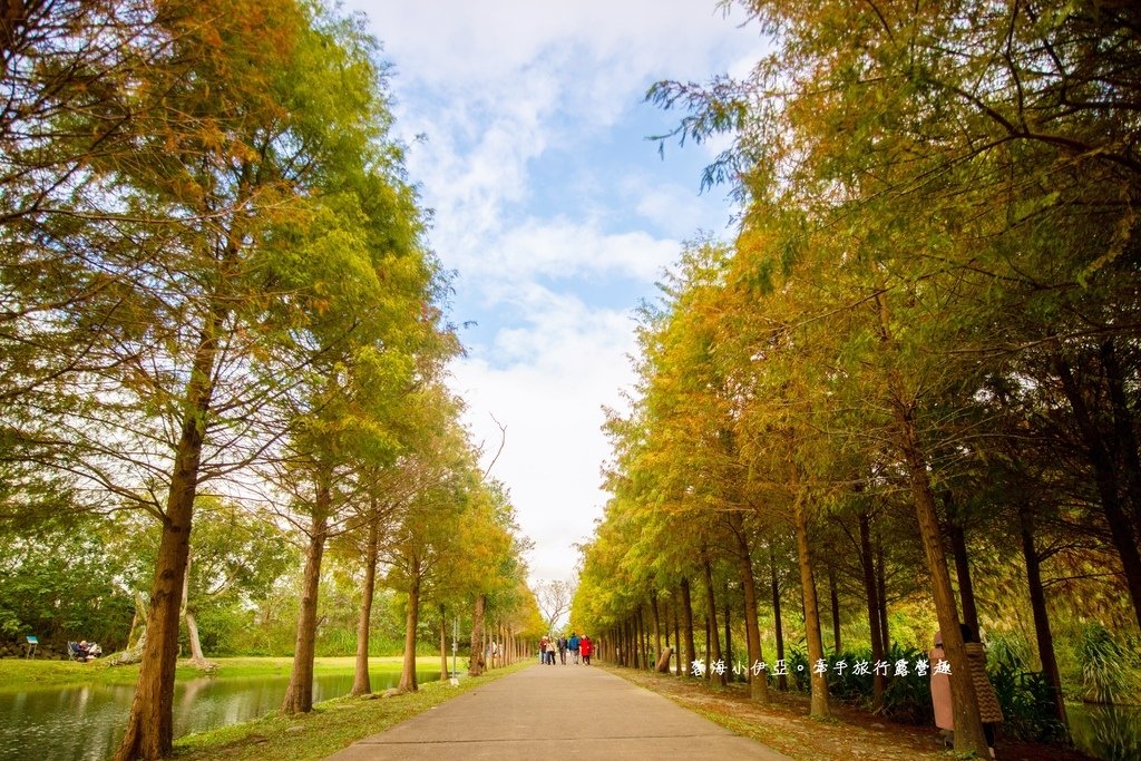 桃園落羽松【月眉人工濕地生態公園】最佳觀賞時間到1月中！3公頃落羽松秘境免費拍，美得像走進歐洲油畫中