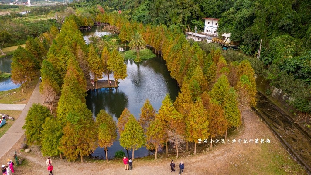 桃園落羽松【月眉人工濕地生態公園】最佳觀賞時間到1月中！3公頃落羽松秘境免費拍，美得像走進歐洲油畫中