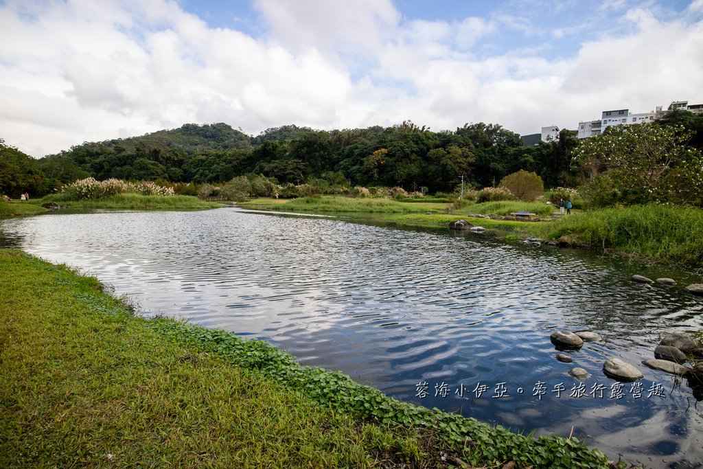 桃園落羽松【月眉人工濕地生態公園】最佳觀賞時間到1月中！3公頃落羽松秘境免費拍，美得像走進歐洲油畫中