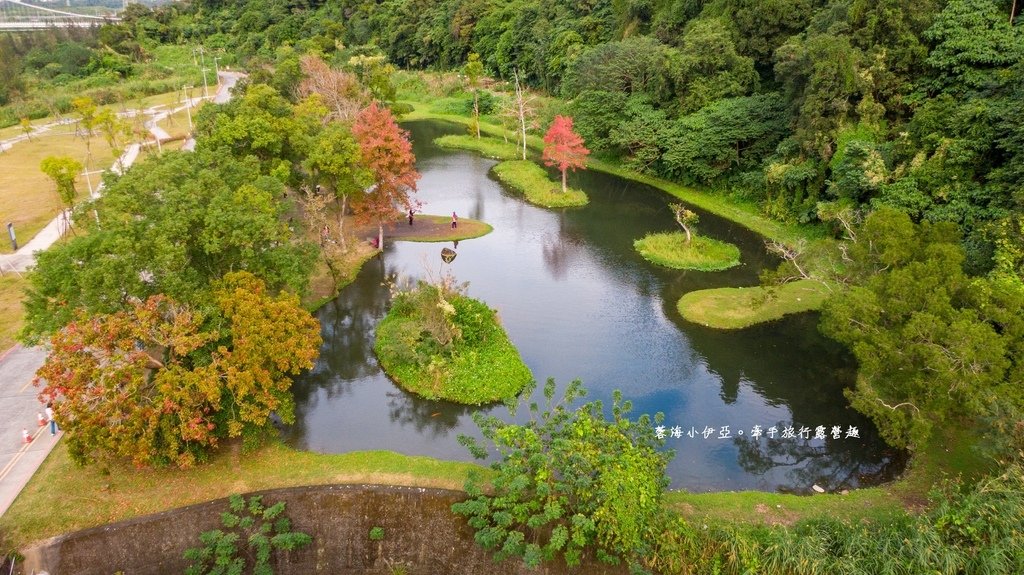 桃園落羽松【月眉人工濕地生態公園】最佳觀賞時間到1月中！3公頃落羽松秘境免費拍，美得像走進歐洲油畫中