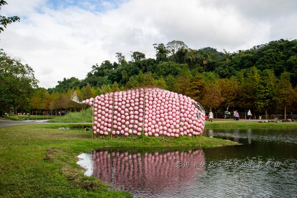 桃園落羽松【月眉人工濕地生態公園】最佳觀賞時間到1月中！3公頃落羽松秘境免費拍，美得像走進歐洲油畫中