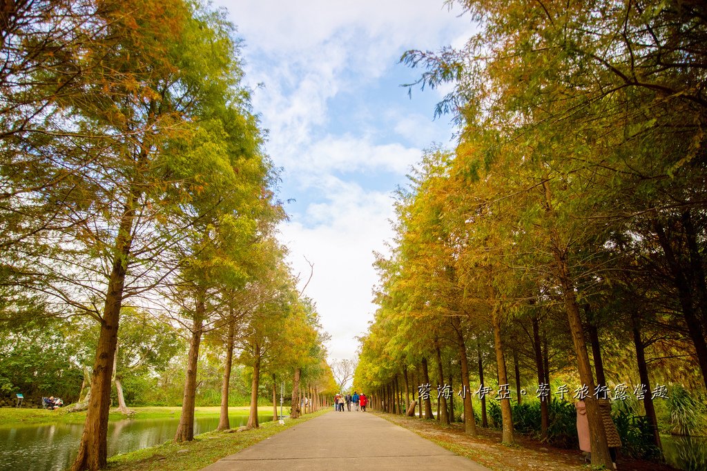 桃園落羽松【月眉人工濕地生態公園】最佳觀賞時間到1月中！3公頃落羽松秘境免費拍，美得像走進歐洲油畫中