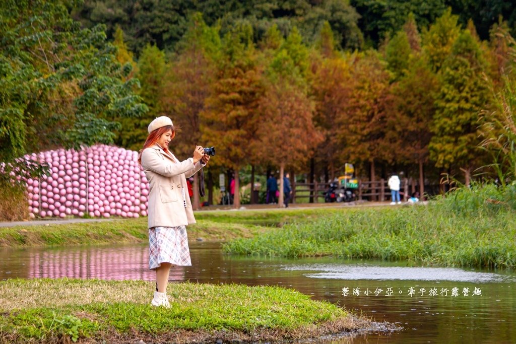 桃園落羽松【月眉人工濕地生態公園】最佳觀賞時間到1月中！3公頃落羽松秘境免費拍，美得像走進歐洲油畫中