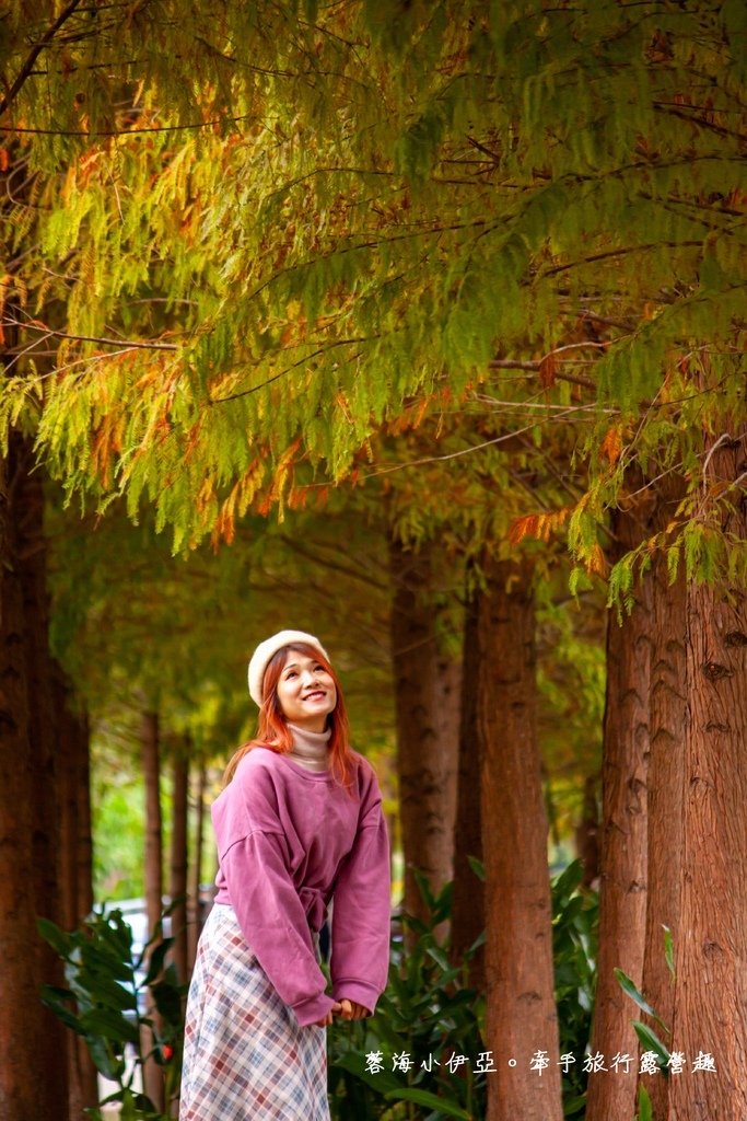 桃園落羽松【月眉人工濕地生態公園】最佳觀賞時間到1月中！3公頃落羽松秘境免費拍，美得像走進歐洲油畫中