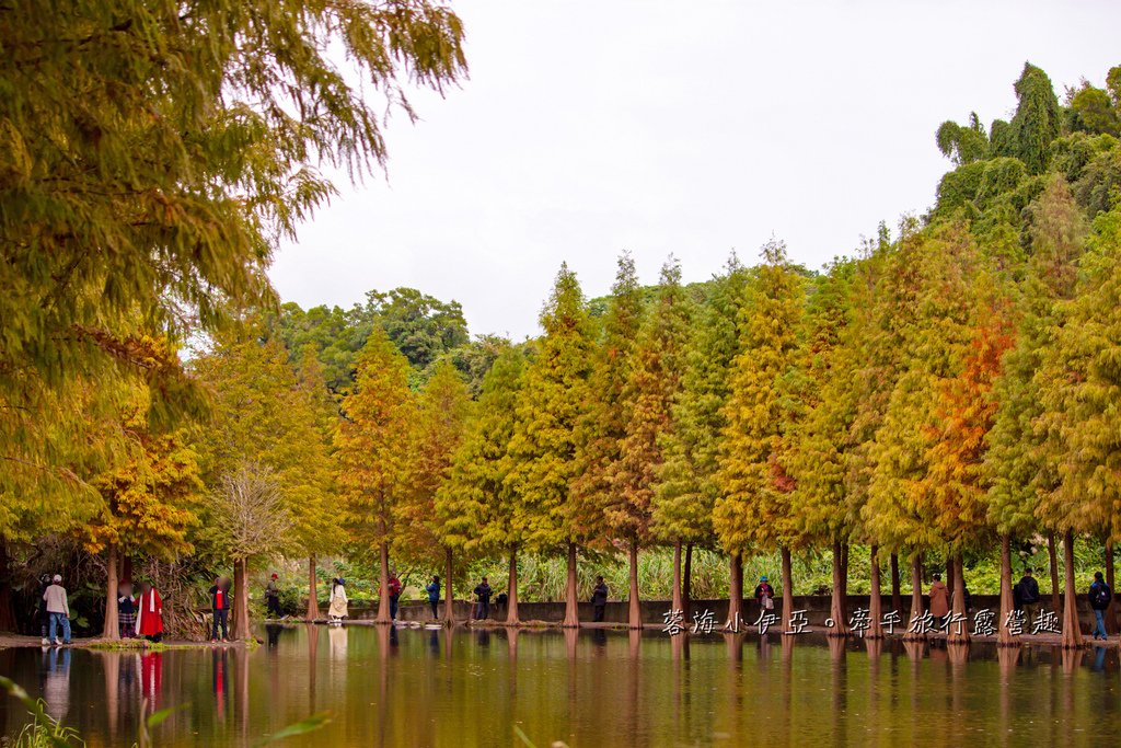 桃園落羽松【月眉人工濕地生態公園】最佳觀賞時間到1月中！3公頃落羽松秘境免費拍，美得像走進歐洲油畫中