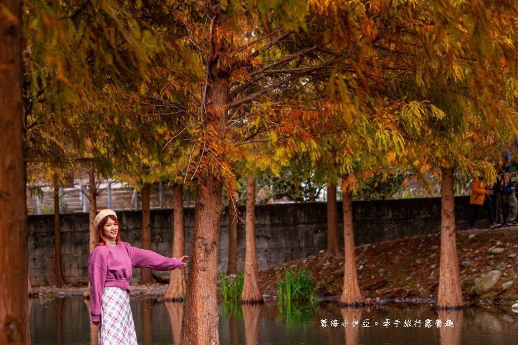 桃園落羽松【月眉人工濕地生態公園】最佳觀賞時間到1月中！3公頃落羽松秘境免費拍，美得像走進歐洲油畫中