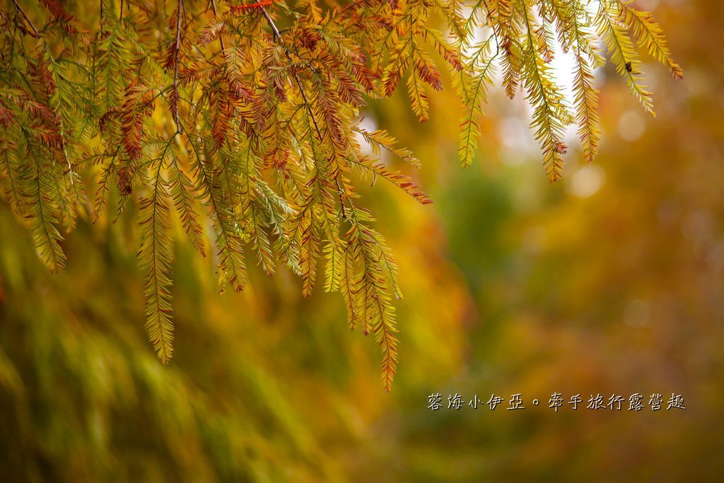 桃園落羽松【月眉人工濕地生態公園】最佳觀賞時間到1月中！3公頃落羽松秘境免費拍，美得像走進歐洲油畫中