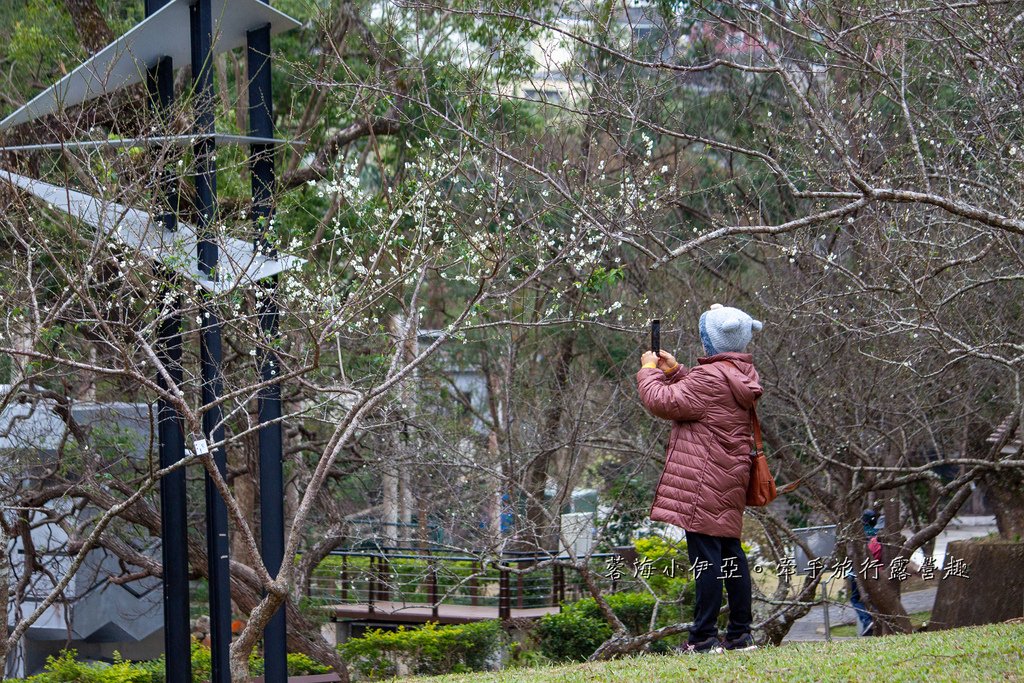 【2025桃園角板山梅花季】探索冬季北橫之美，北台灣最大梅園「角板山行館」