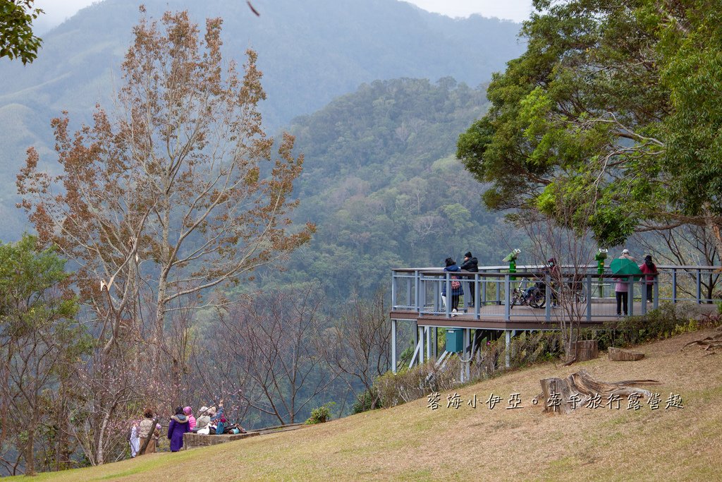 【2025桃園角板山梅花季】探索冬季北橫之美，北台灣最大梅園「角板山行館」