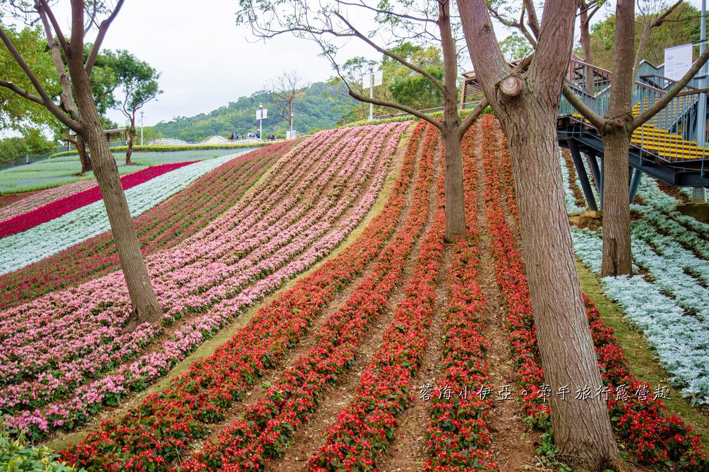 2025北投三層崎花海盛開，彩色浪花漫遊北投！8萬株花卉齊放，假日賞花去(含交通)