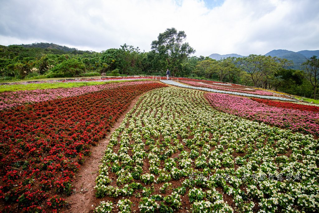 2025北投三層崎花海盛開，彩色浪花漫遊北投！8萬株花卉齊放，假日賞花去(含交通)