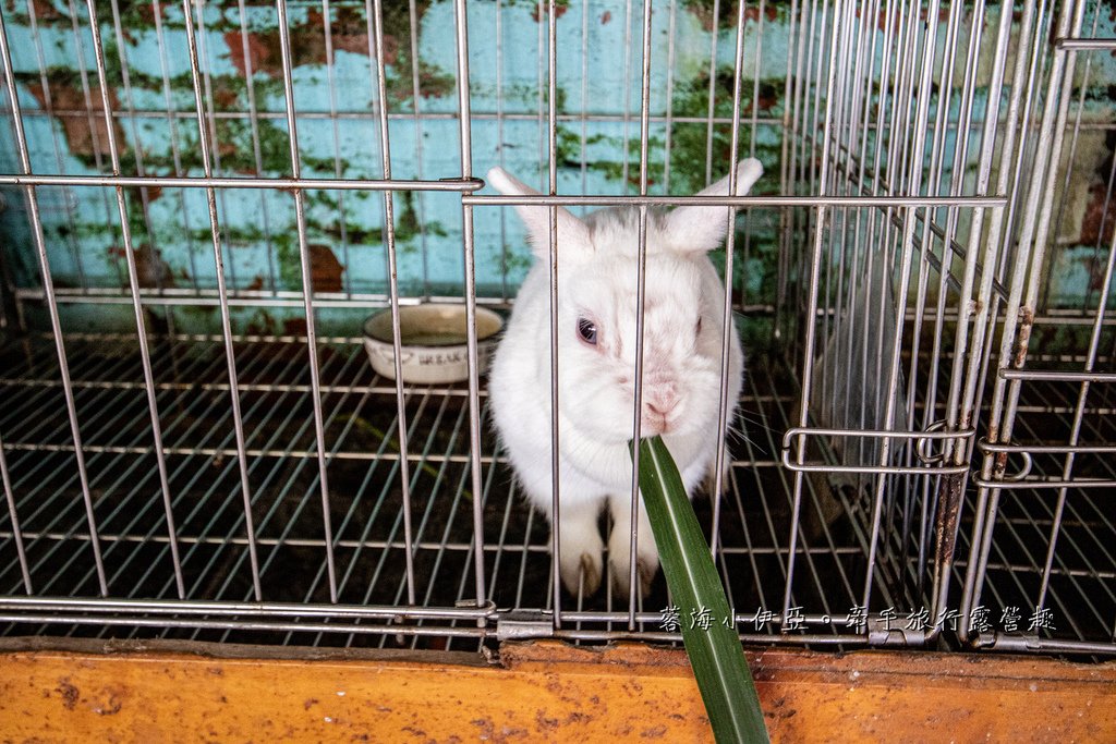 宜蘭員山【可達休閒羊場】銅板價餵動物、DIY造型羊奶饅頭、彩繪陶瓷娃娃，CP值高！