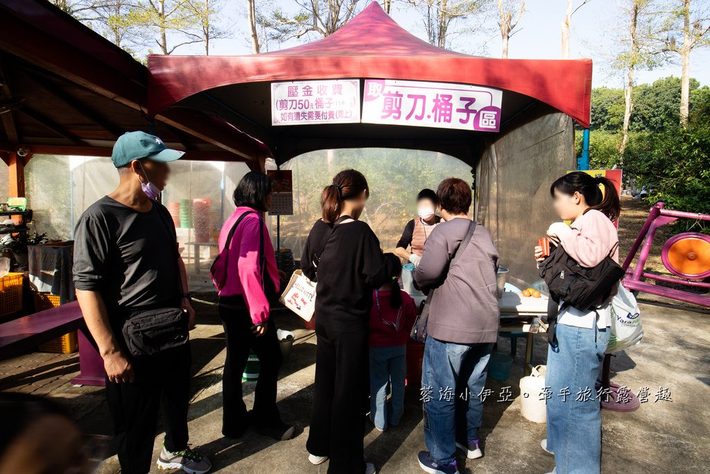 新竹寶山【桔滿緣寶山農場】媲美韓國濟州島美景，100元橘子吃到飽，邊採邊吃還不限時