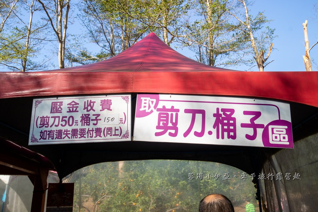 新竹寶山【桔滿緣寶山農場】媲美韓國濟州島美景，100元橘子吃到飽，邊採邊吃還不限時