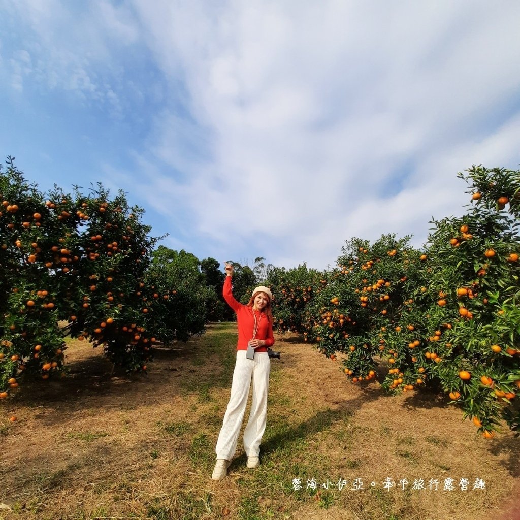 新竹寶山【桔滿緣寶山農場】媲美韓國濟州島美景，100元橘子吃到飽，邊採邊吃還不限時