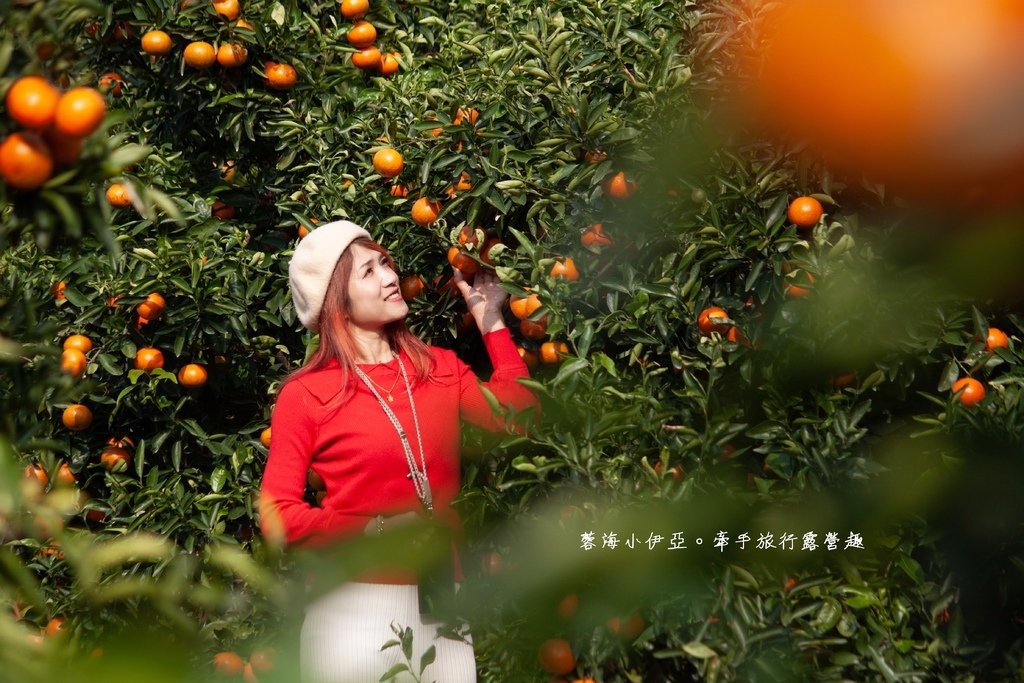 新竹寶山【桔滿緣寶山農場】媲美韓國濟州島美景，100元橘子吃到飽，邊採邊吃還不限時