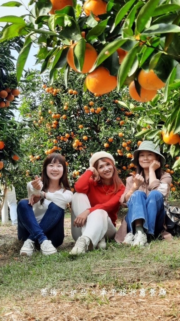 新竹寶山【桔滿緣寶山農場】媲美韓國濟州島美景，100元橘子吃到飽，邊採邊吃還不限時