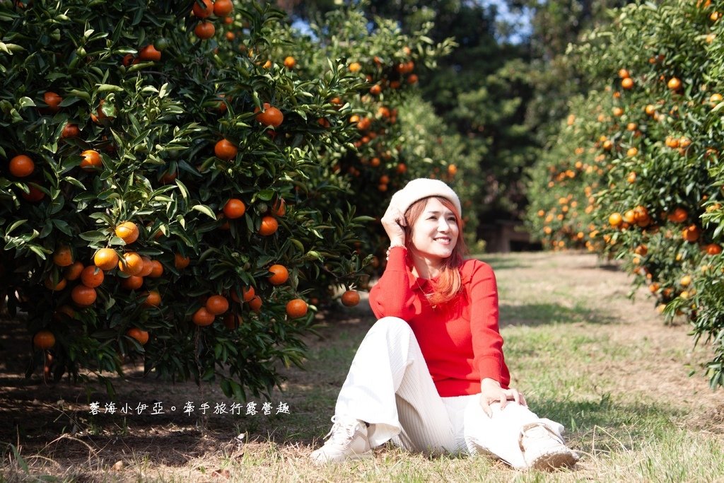 新竹寶山【桔滿緣寶山農場】媲美韓國濟州島美景，100元橘子吃到飽，邊採邊吃還不限時