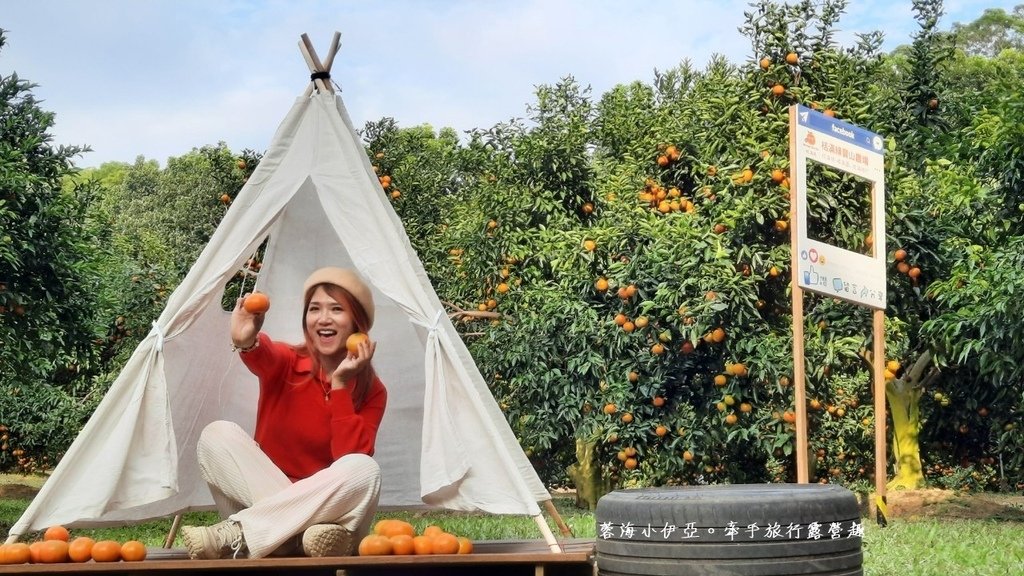 新竹寶山【桔滿緣寶山農場】媲美韓國濟州島美景，100元橘子吃到飽，邊採邊吃還不限時