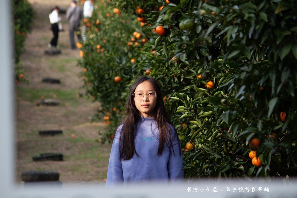 新竹寶山【桔滿緣寶山農場】媲美韓國濟州島美景，100元橘子吃到飽，邊採邊吃還不限時