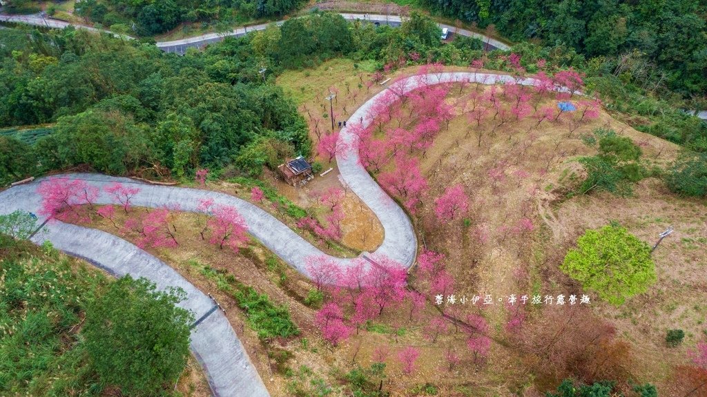 宜蘭冬山【松櫻秘境】居然有免費拍照的賞櫻秘境！種植500棵八重櫻和吉野櫻，櫻花鳥居秒飛日本