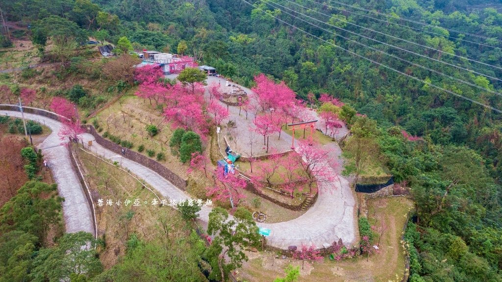 宜蘭冬山【松櫻秘境】居然有免費拍照的賞櫻秘境！種植500棵八重櫻和吉野櫻，櫻花鳥居秒飛日本