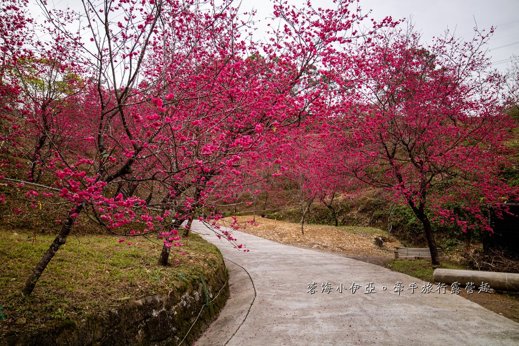 宜蘭冬山【松櫻秘境】居然有免費拍照的賞櫻秘境！種植500棵八重櫻和吉野櫻，櫻花鳥居秒飛日本