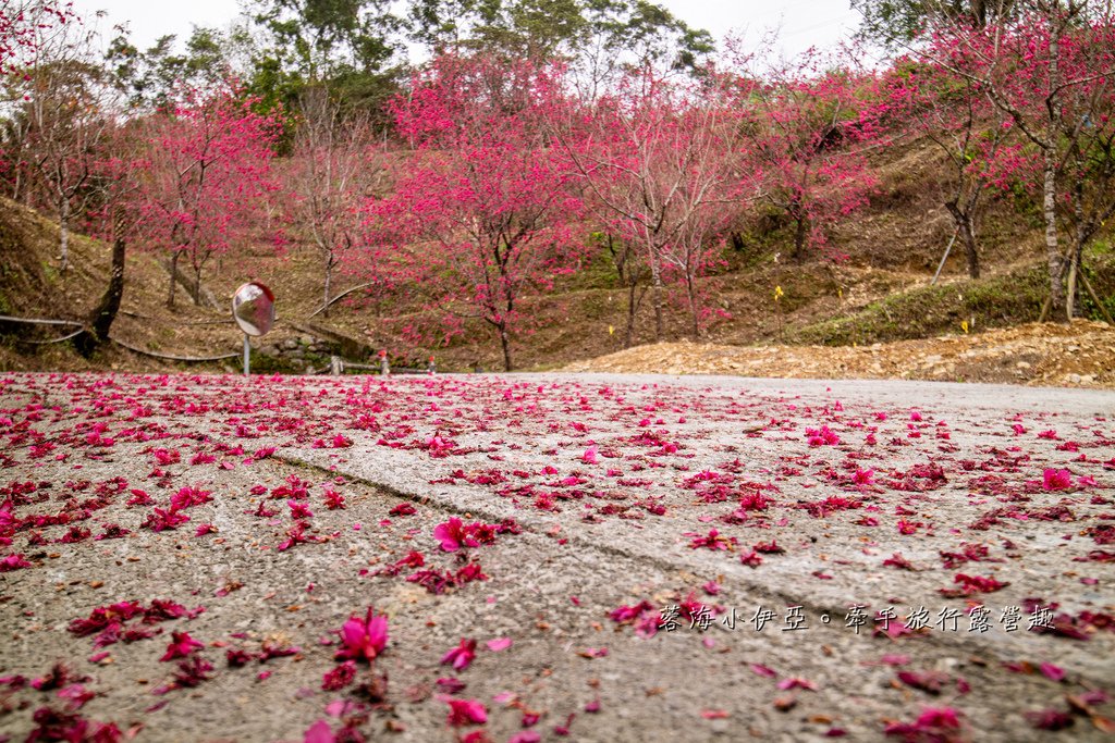 宜蘭冬山【松櫻秘境】居然有免費拍照的賞櫻秘境！種植500棵八重櫻和吉野櫻，櫻花鳥居秒飛日本