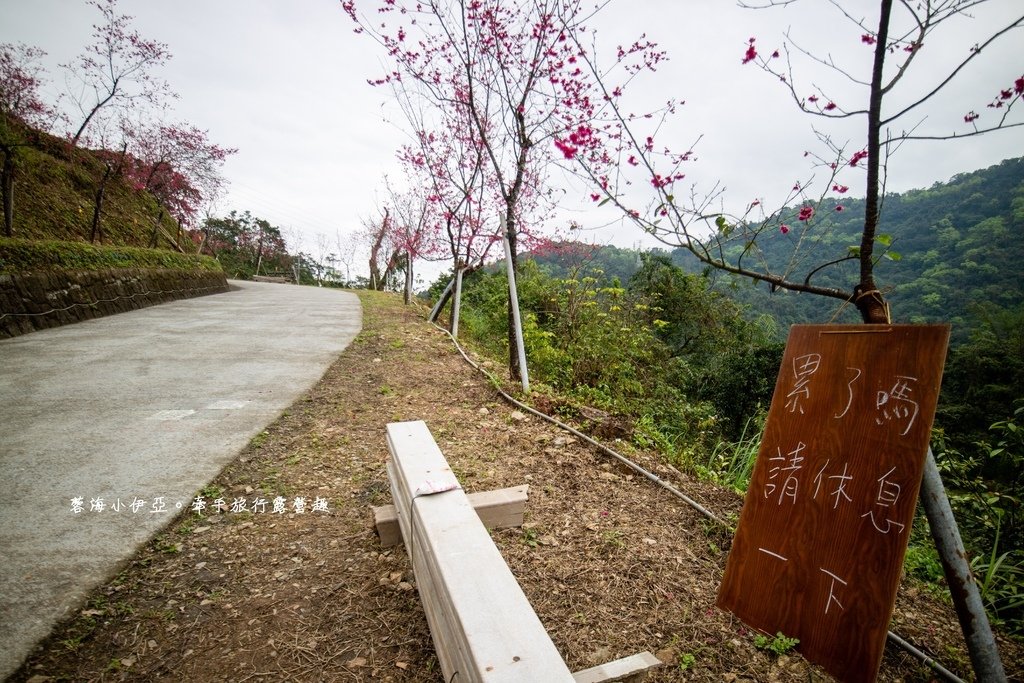 宜蘭冬山【松櫻秘境】居然有免費拍照的賞櫻秘境！種植500棵八重櫻和吉野櫻，櫻花鳥居秒飛日本