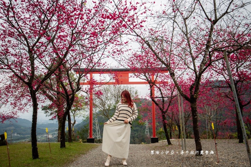 宜蘭冬山【松櫻秘境】居然有免費拍照的賞櫻秘境！種植500棵八重櫻和吉野櫻，櫻花鳥居秒飛日本