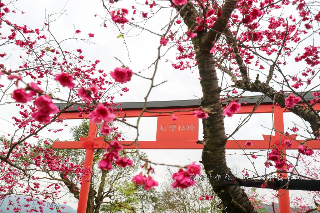 宜蘭冬山【松櫻秘境】居然有免費拍照的賞櫻秘境！種植500棵八重櫻和吉野櫻，櫻花鳥居秒飛日本