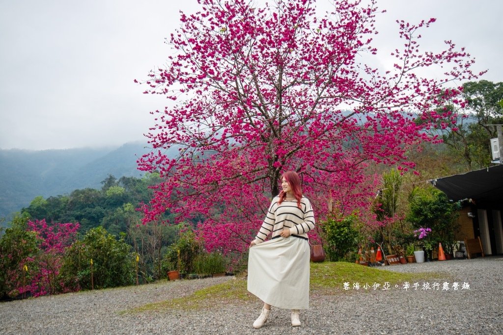 宜蘭冬山【松櫻秘境】居然有免費拍照的賞櫻秘境！種植500棵八重櫻和吉野櫻，櫻花鳥居秒飛日本