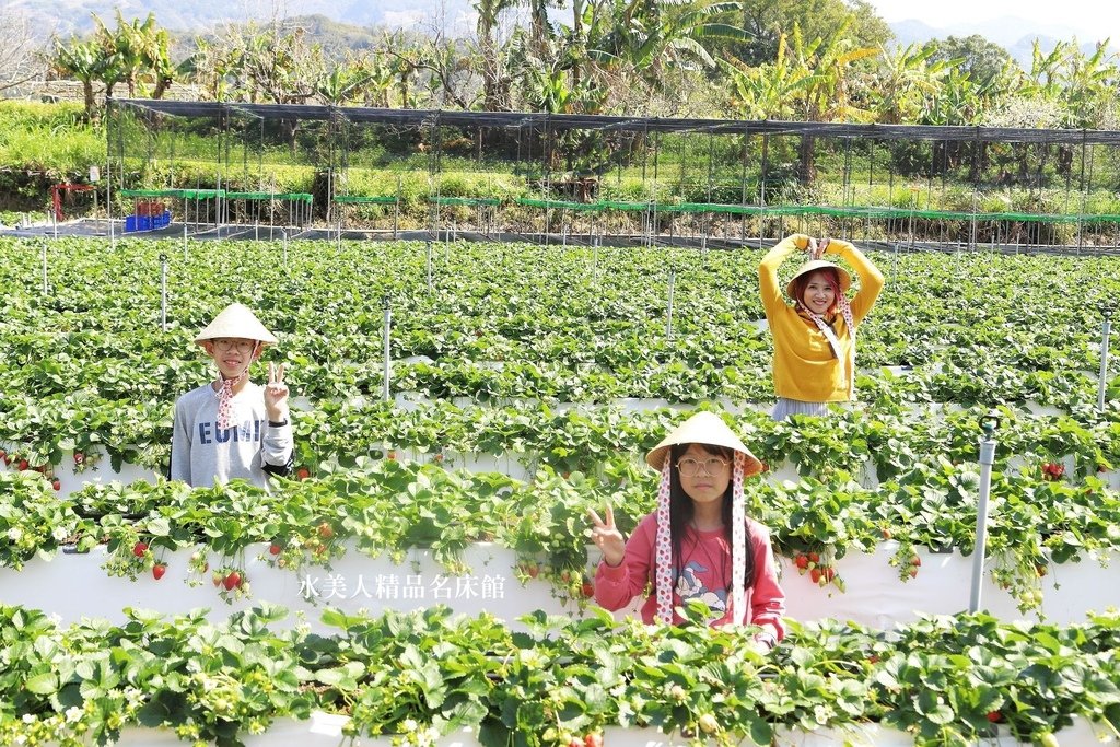 苗栗免門票草莓園【紅色琉璃瓦草莓園】網美系景點～高架草莓、草莓蛋糕、草莓冰沙，豪華露營車
