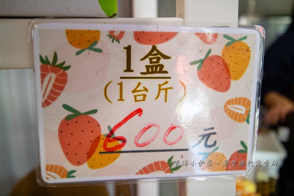 苗栗免門票草莓園【紅色琉璃瓦草莓園】網美系景點～高架草莓、草莓蛋糕、草莓冰沙，豪華露營車
