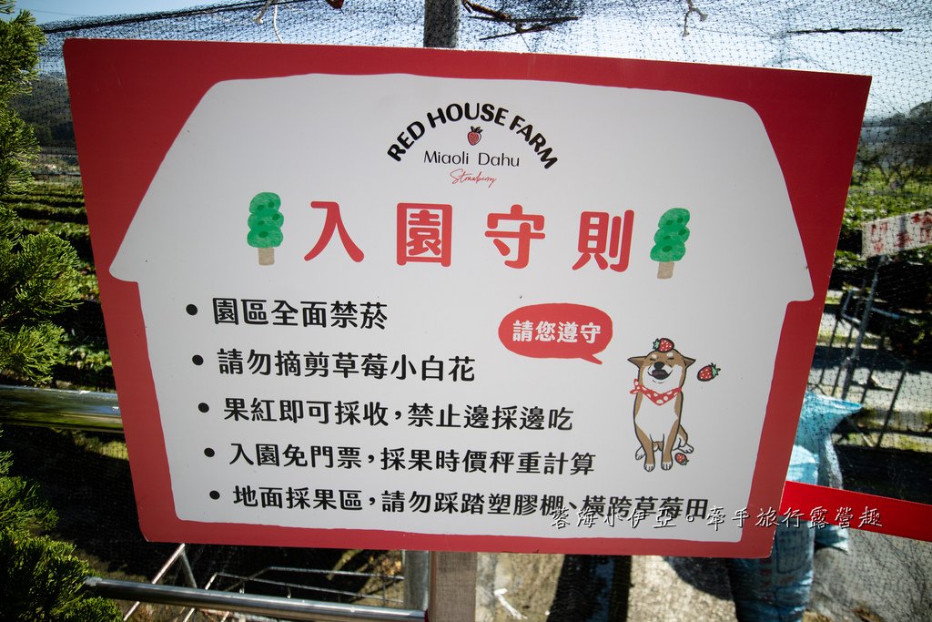 苗栗免門票草莓園【紅色琉璃瓦草莓園】網美系景點～高架草莓、草莓蛋糕、草莓冰沙，豪華露營車