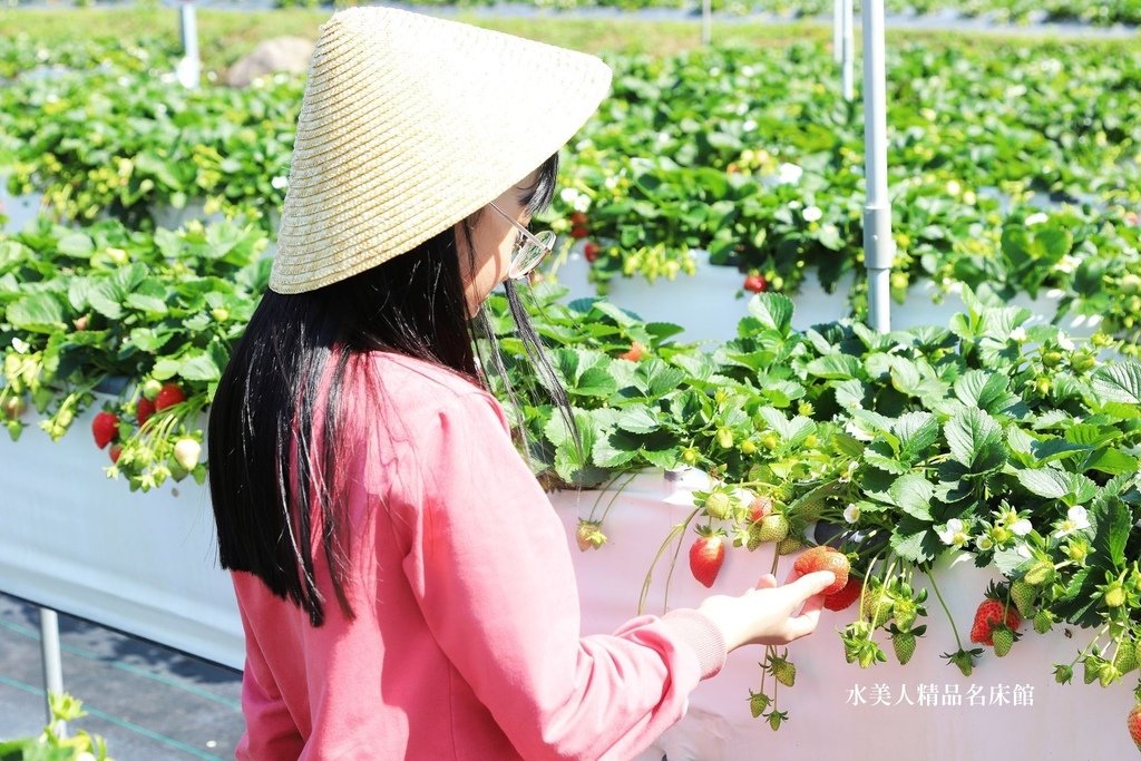 苗栗免門票草莓園【紅色琉璃瓦草莓園】網美系景點～高架草莓、草莓蛋糕、草莓冰沙，豪華露營車