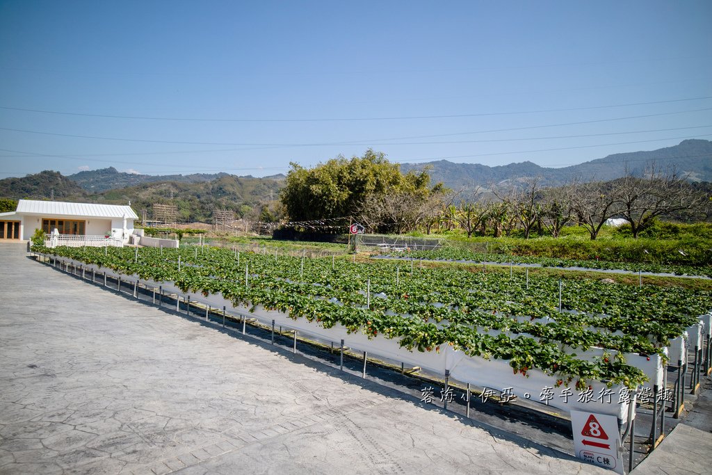 苗栗免門票草莓園【紅色琉璃瓦草莓園】網美系景點～高架草莓、草莓蛋糕、草莓冰沙，豪華露營車