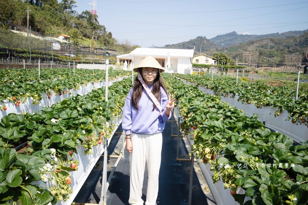 苗栗免門票草莓園【紅色琉璃瓦草莓園】網美系景點～高架草莓、草莓蛋糕、草莓冰沙，豪華露營車