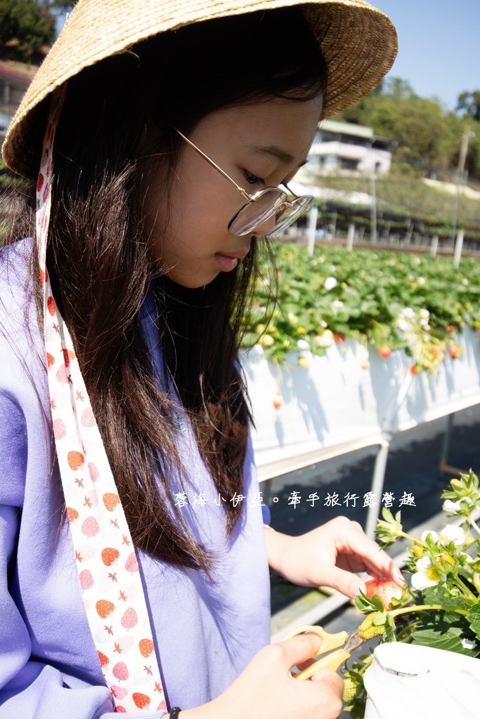 苗栗免門票草莓園【紅色琉璃瓦草莓園】網美系景點～高架草莓、草莓蛋糕、草莓冰沙，豪華露營車