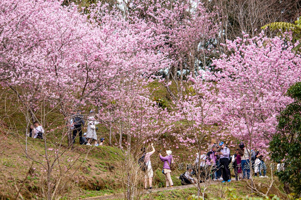 何必飛日本！爆紅賞櫻秘境「悠然秘境2025櫻花季」，富士櫻、吉野櫻、八重櫻，桃園賞櫻秘境