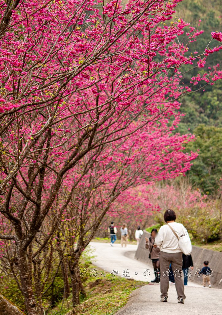 「悠然秘境2025櫻花季」何必飛日本！爆紅賞櫻秘境，富士櫻、