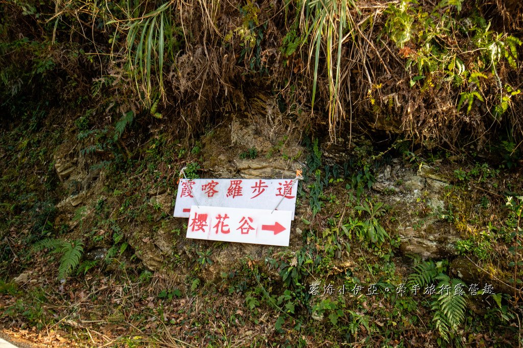 新竹賞櫻【2025霞喀羅櫻花谷】最難抵達的櫻花谷賞櫻秘境，不用去日本就有超美粉色富士櫻