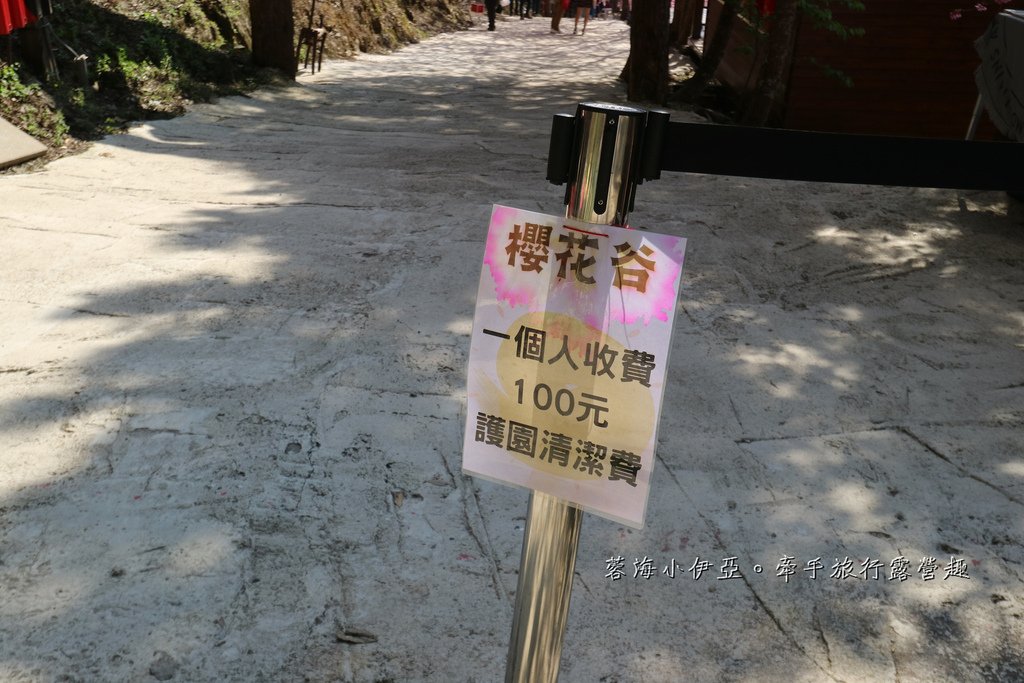 新竹賞櫻【2025霞喀羅櫻花谷】最難抵達的櫻花谷賞櫻秘境，不用去日本就有超美粉色富士櫻