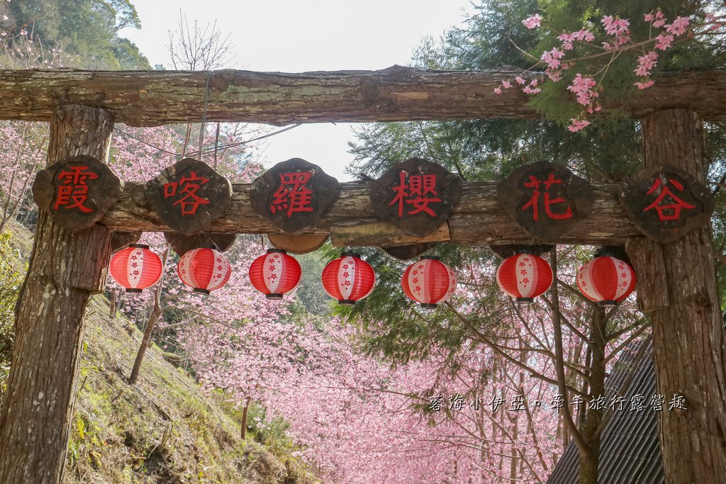 新竹賞櫻【2025霞喀羅櫻花谷】最難抵達的櫻花谷賞櫻秘境，不用去日本就有超美粉色富士櫻