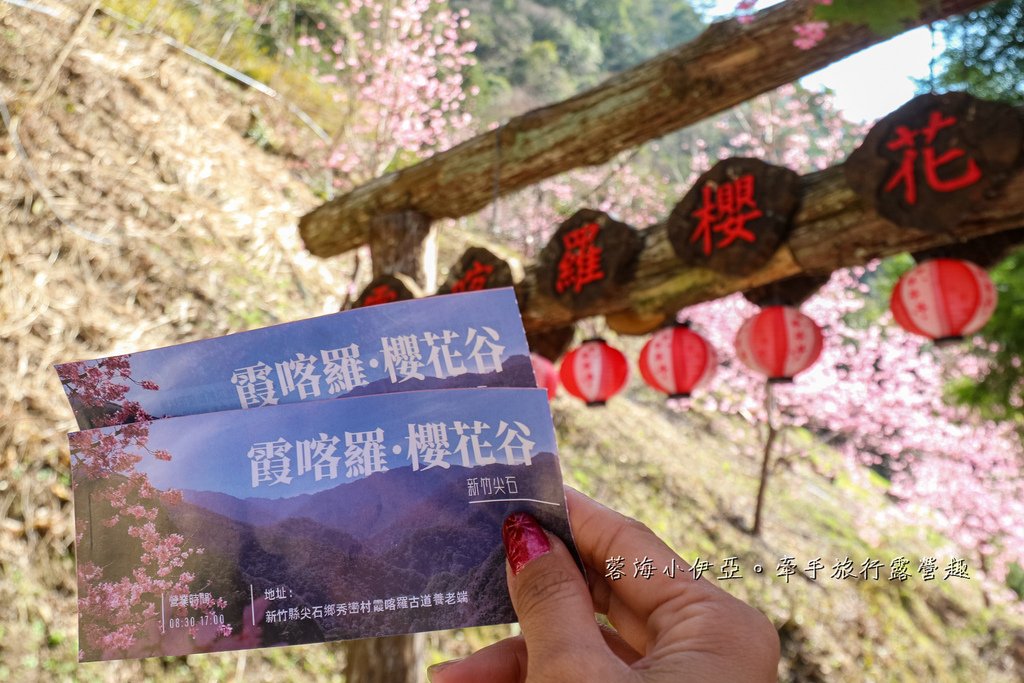 新竹賞櫻【2025霞喀羅櫻花谷】最難抵達的櫻花谷賞櫻秘境，不用去日本就有超美粉色富士櫻