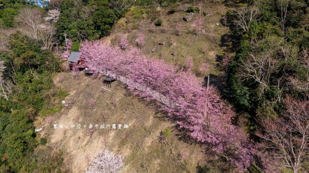 新竹賞櫻【2025霞喀羅櫻花谷】最難抵達的櫻花谷賞櫻秘境，不用去日本就有超美粉色富士櫻