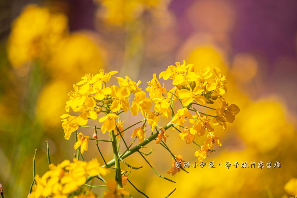 新竹尖石賞櫻秘境【財伯觀光果園】免費賞櫻，獨特粉色富士櫻和黃色油菜花交織