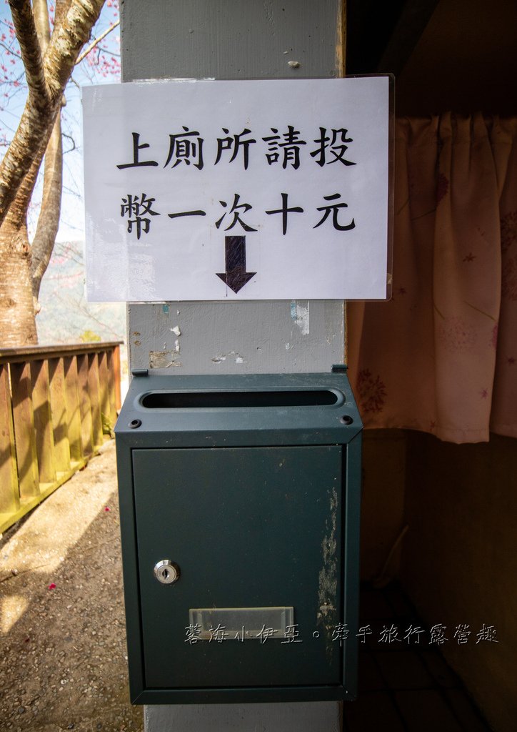 新竹尖石賞櫻秘境【財伯觀光果園】免費賞櫻，獨特粉色富士櫻和黃色油菜花交織